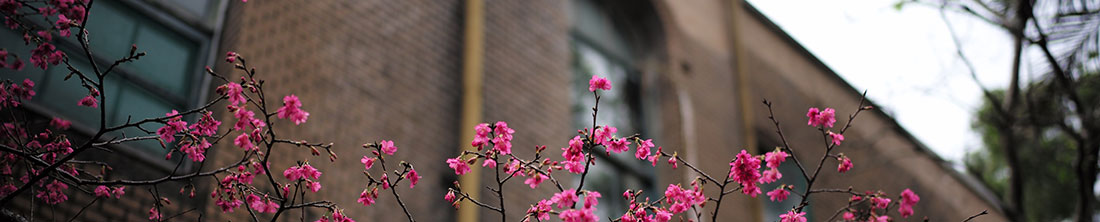 Frühlingsblumen in einer Schule