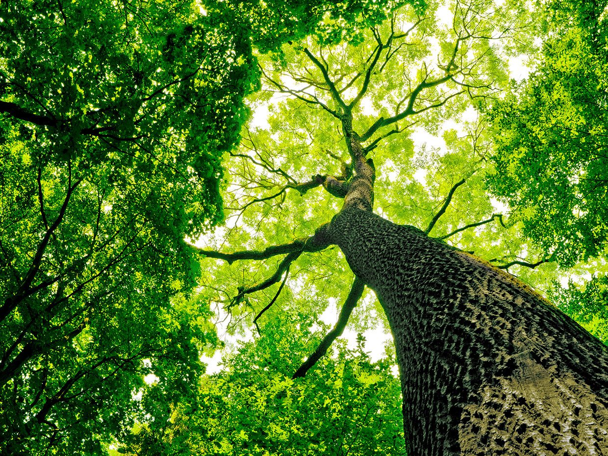 A Greener Clean Trees